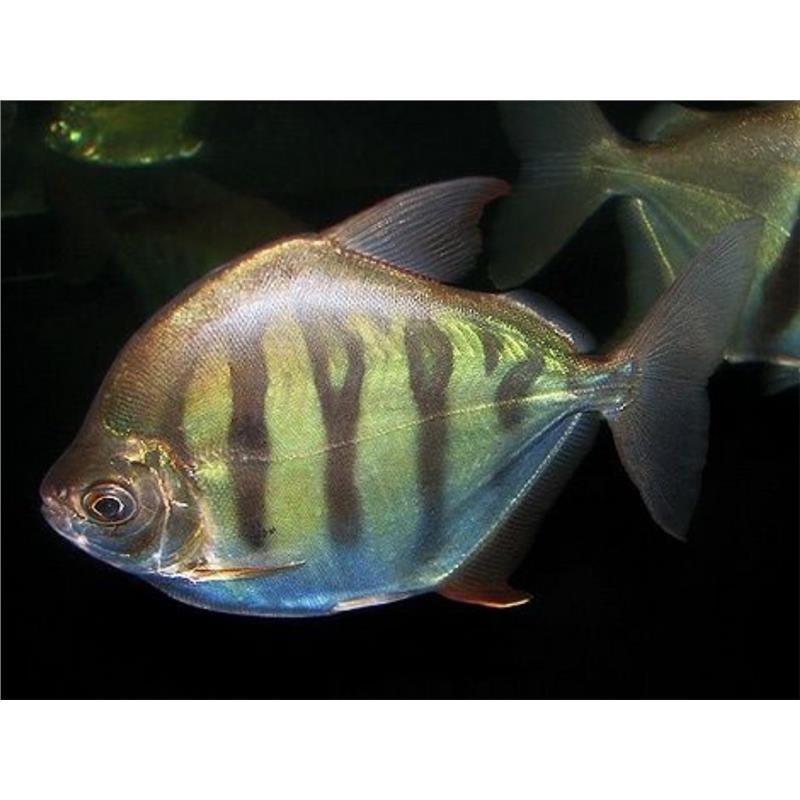 Metynnis fasciatus - imagine 3